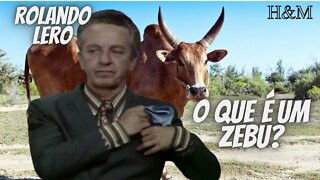 ROLANDO LERO | O QUE É UM ZEBU?