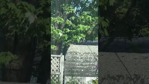 Squirrel hanging on top of a shed