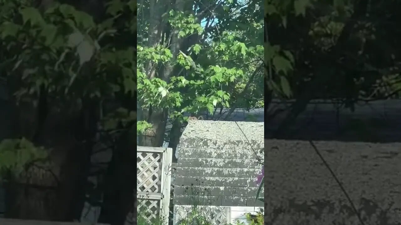 Squirrel hanging on top of a shed
