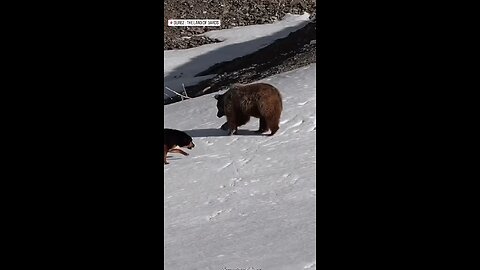 Mountains dogs vs bear