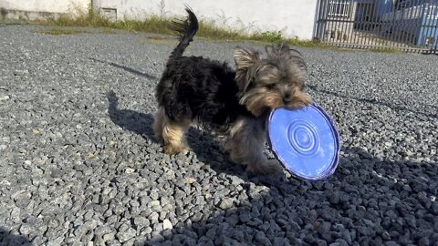 Small Dog -yorkshire