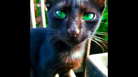 Cute pet😍