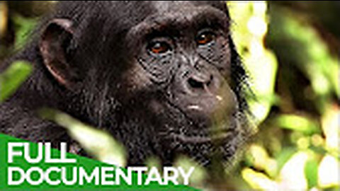 National Geographic Documentary - The Magic of Chimpanzee - Animals Wildliffe