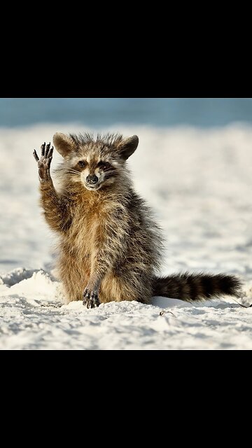 Most Funniest Animals - Best Cats😹 & Dogs🐶 Videos of 2023 Compilation! #30