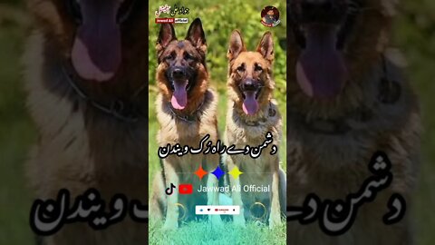 Punjabi Shayari - Kawish Tamimi Poetry Whatsapp Status - New Dog Shayari 🥀 Punjabi Poetry Status