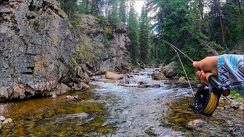 TROUT FISHING HEAVEN || 5 species in 1 creek! (Fly Fishing)