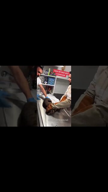 #shorts #2022 funny,prank,funjokes,dad jokes,funny memes,funny video,fun,laughing,funny animal,knock