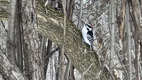 Hairy Wood Pecker checking surroundings