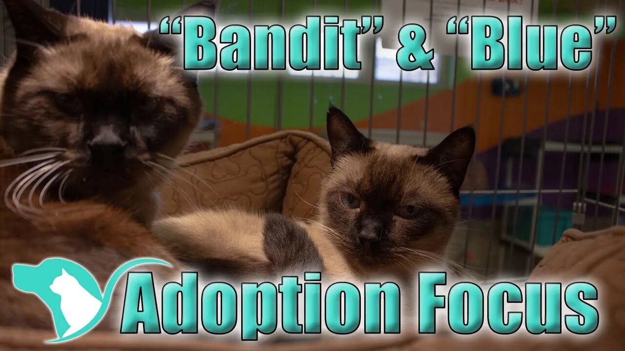 Bandit and Blue Adoption Focus