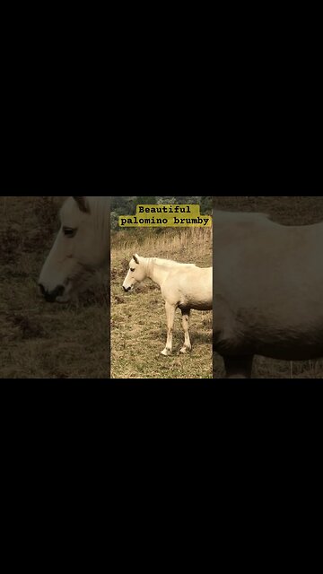 Stunning palomino brumby grazes winter pasture