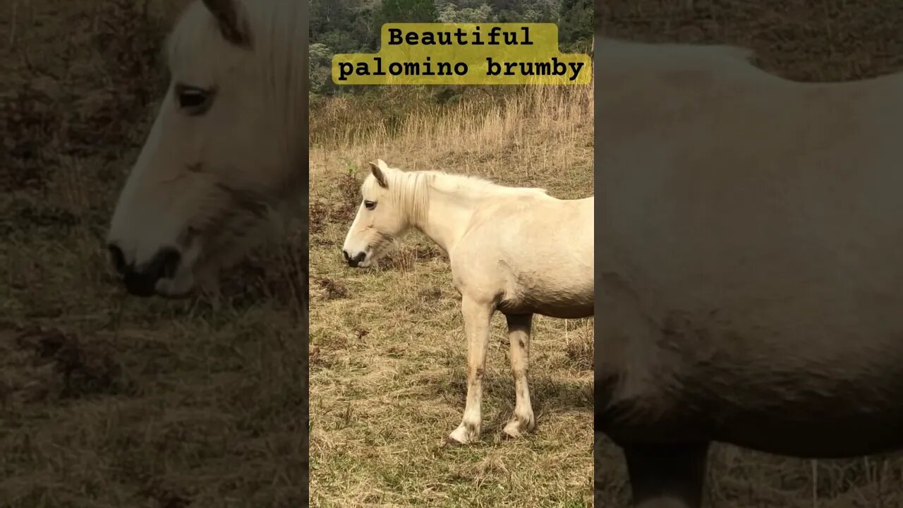 Stunning palomino brumby grazes winter pasture