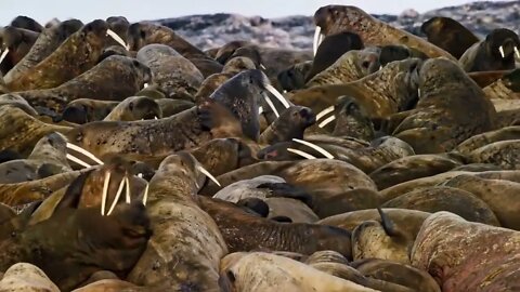 thousands of animals in the same ocean ~ 27