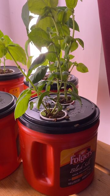 My hydroponic set up