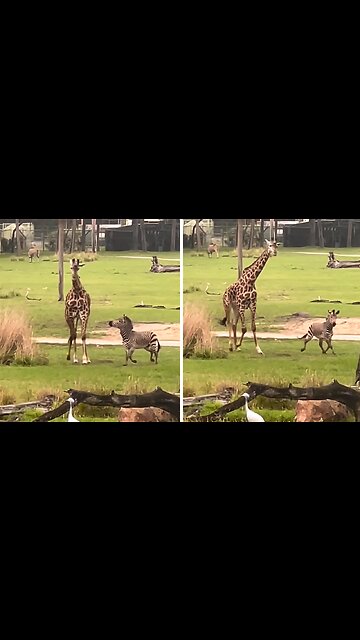 Playful tiny zebra has a blast playing with tall giraffe