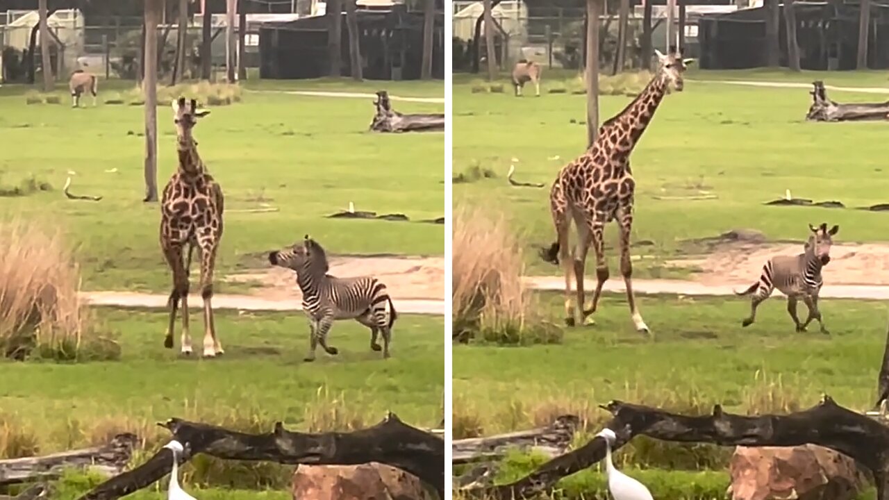 Playful tiny zebra has a blast playing with tall giraffe