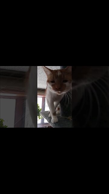 fuzzy kitten says hi