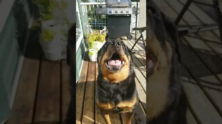 Rottweiler Smile Too Cute 😁 #rottweiler #shorts 💖