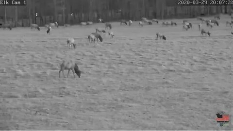 Pix Elk Cam 1 3/29/20