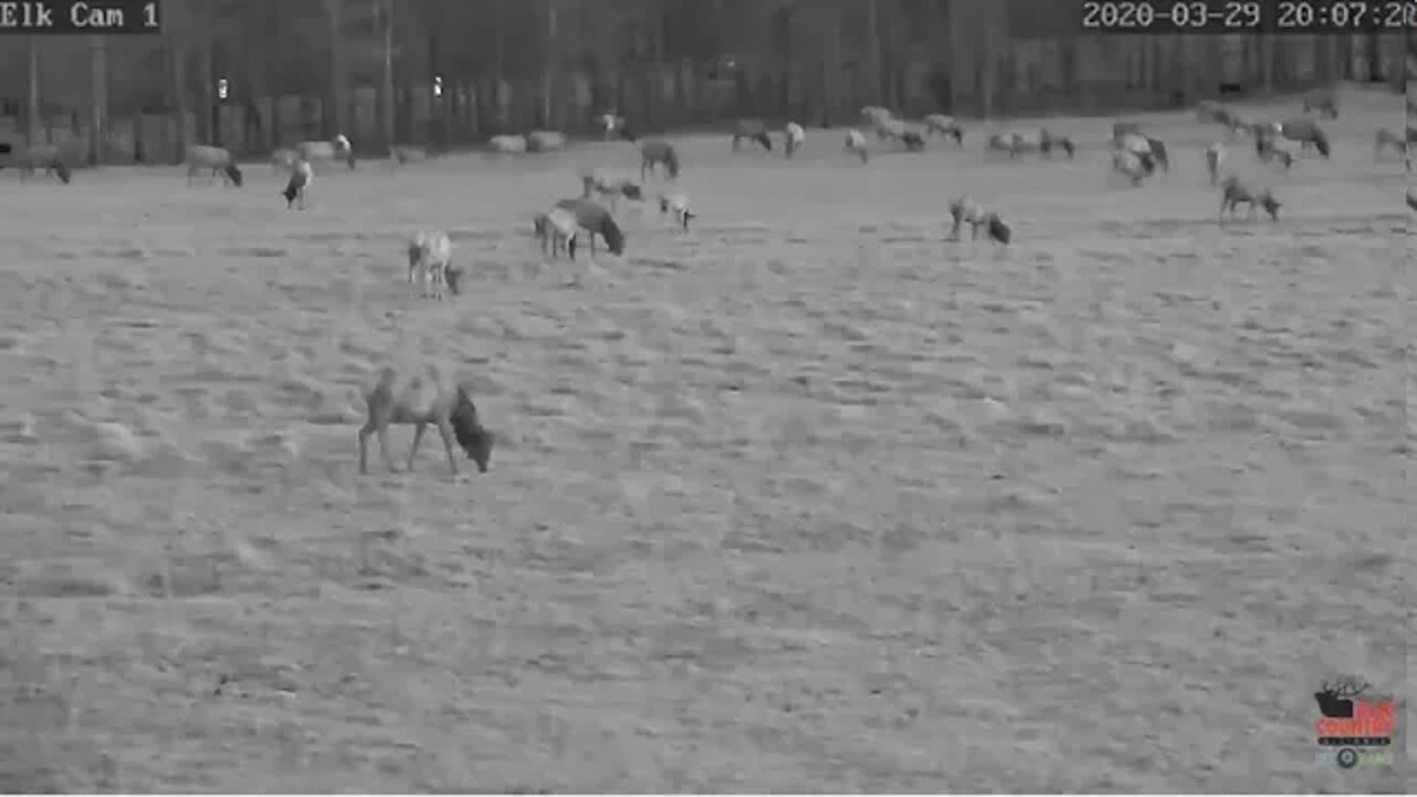 Pix Elk Cam 1 3/29/20