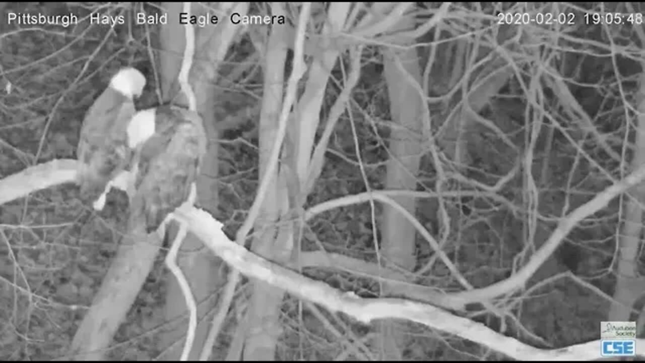 Pittsburgh Eagles Hays Mom and Dad perched Critter walking under nest 2020 02 02 705pm