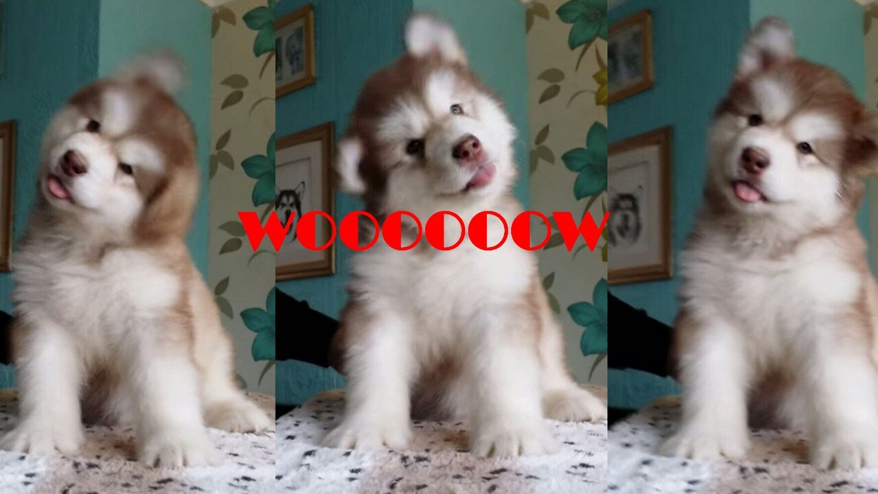 Baby Alaskan Malamute Cutest and Funniest Moments | Try Not To Laugh.