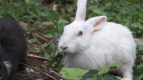 Rabbit in forest (White and Black)