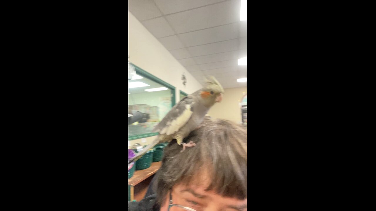 Baby Cockatiel