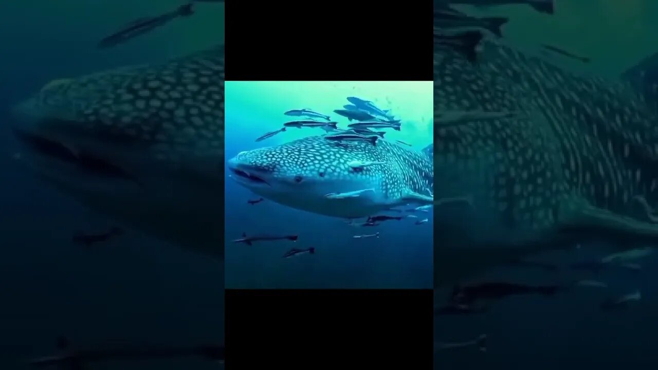 Amazing