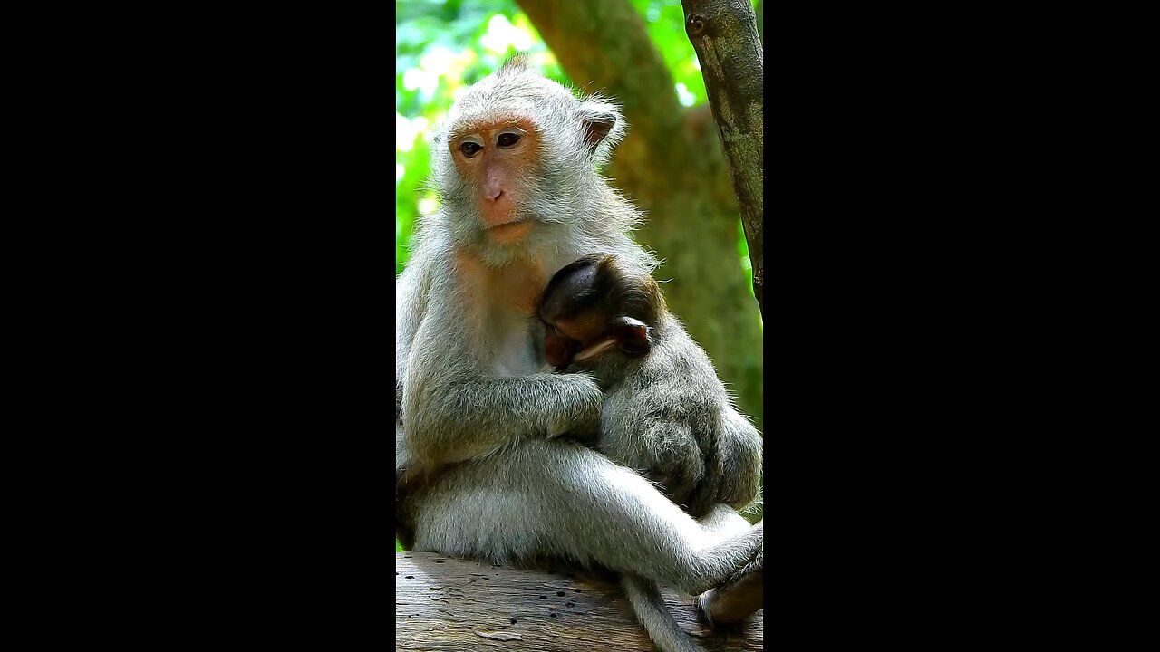 Great Mum Jade Pays Attention Nursing Baby, Lovely Baby Looks Healthy and Hilarious.