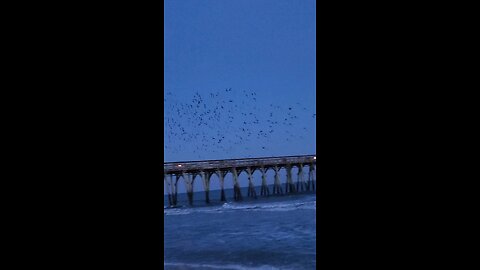 birds in flight 👀👇✌️