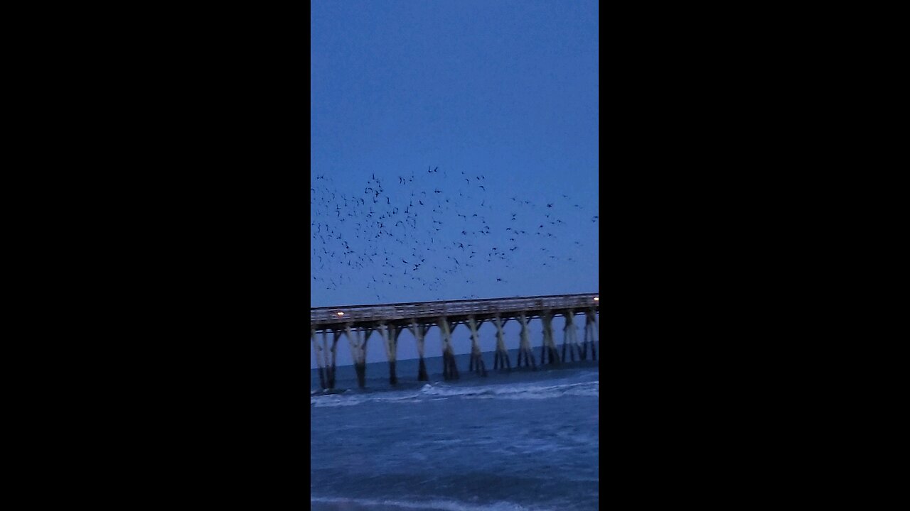 birds in flight 👀👇✌️