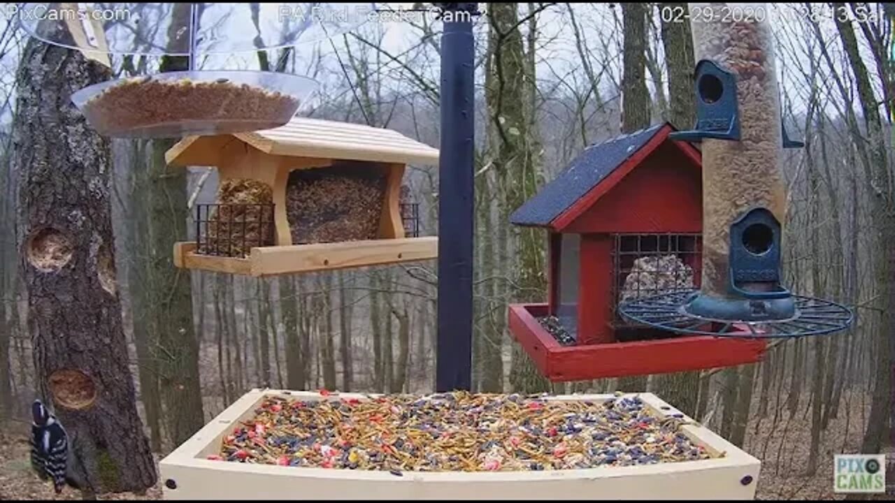 Blue birds pt 2 2/29/20