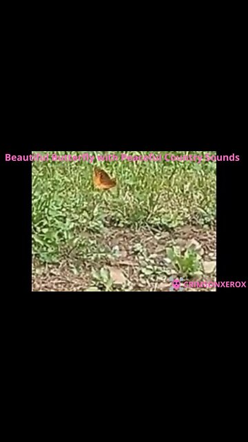 Beautiful Butterfly with Peaceful Country Sounds