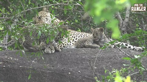 Watching Leopards - Part 1: Finally Getting To See The Cubs