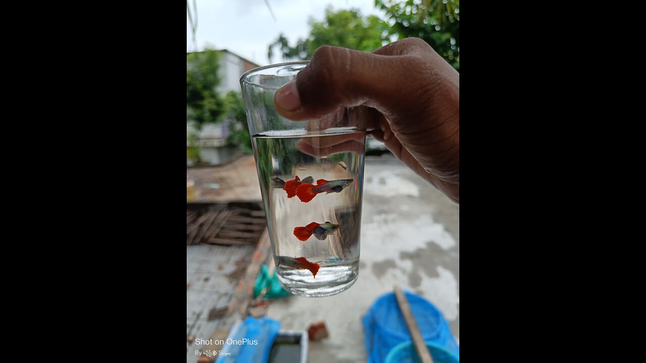 Thailand bloodline Red TAIL PLATINUM Guppy ❤️