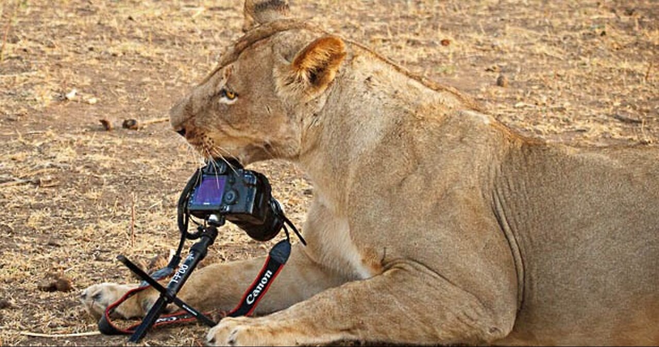 Moments that steal the heart and mind in the world of hunting huge lions