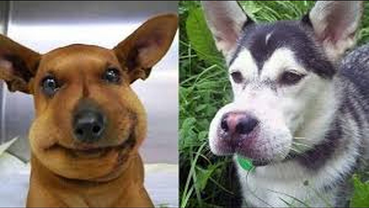 Funniest Animals Video - Funny Dogs And Cats - Try Not To Laugh Animals 2023