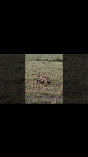 Maasai Mara Sightings Today 23/09/21 (Lions, Leopard, Hyena, etc) | Zebra Plains | #shorts