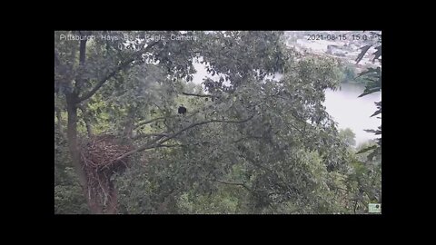 Hays Eagles Mom flies in the nest and perches 2021 08 15 15:02