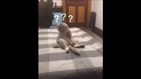 Funny Cats Life - Funny Cats - Cute Animal