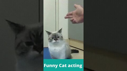 Great acting cat, Don't shoot cat , funny cute cats, #shorts ,Funny Cute Pets Lovers, actor cat