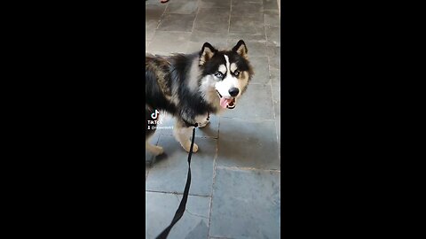 Treinamento Canino .'. Malamute do Alaska #malamutedoalaska #dogtraining #petslovers #adestramento