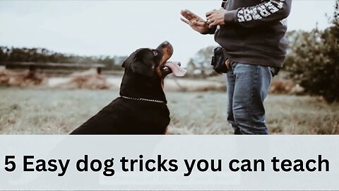 5 easy tricks you can teach your dog at home | watch till end