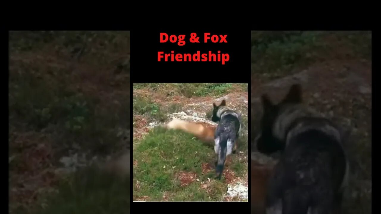 Dog and Fox friendship ❤️