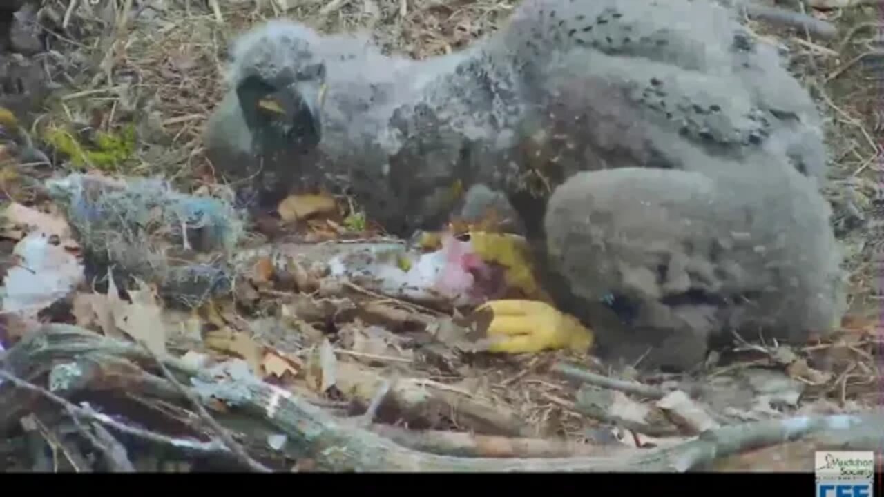 Hays Eagles H11 H12 attempt at self feeding 2020 04 17 1059am