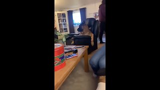 Dog singing opera