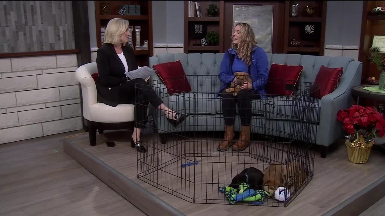 Watch The Puppy Bowl Feb 13th! // Lifeline Puppy