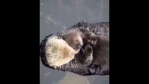 Sea Otters' lung capacity is about 2.5 times greater than that of similar-sized land mammals