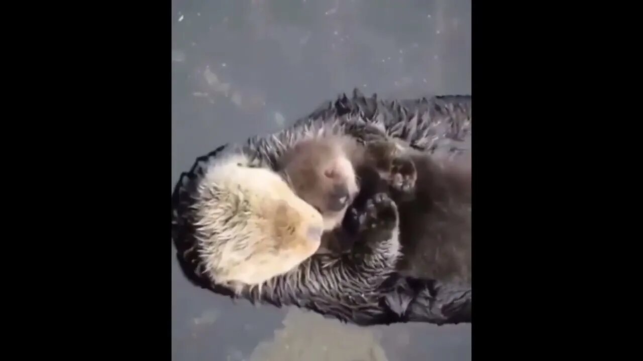 Sea Otters' lung capacity is about 2.5 times greater than that of similar-sized land mammals