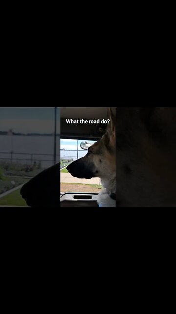 German Shepherd confused by drawbridge